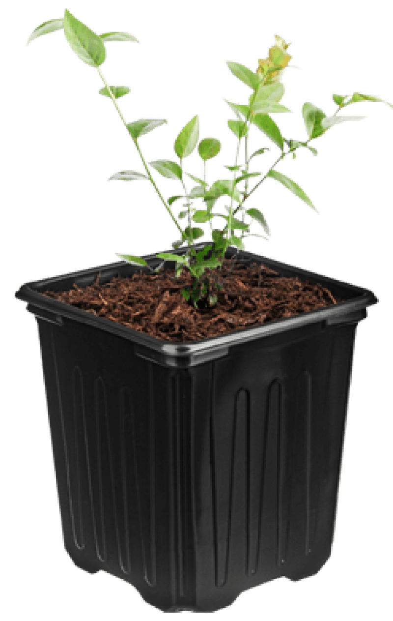 Desde el Vivero a la Instalación Final - Productos Gaiska