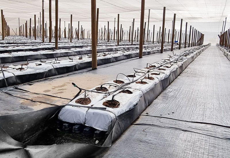 FOTOS CATEGORÍAS - MACETAS Y VIVERO 2