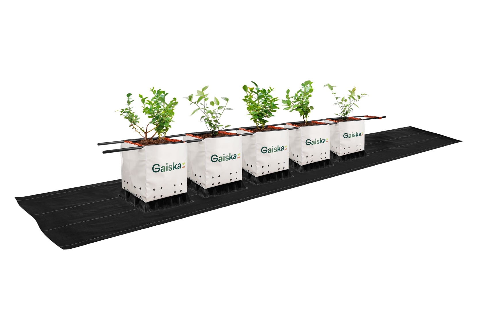 gaiska-bolsa-maceta-arandanos-nosotros 2