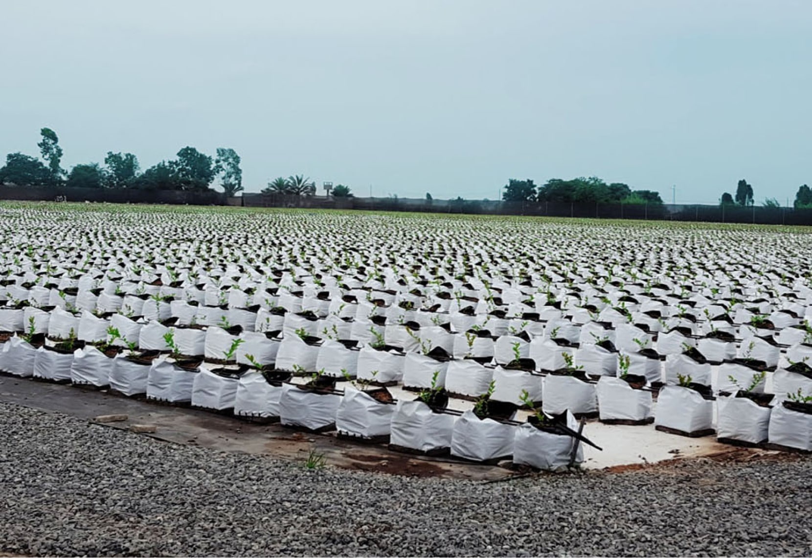 gaiska-bolsa-maceta-arandanos-nosotros